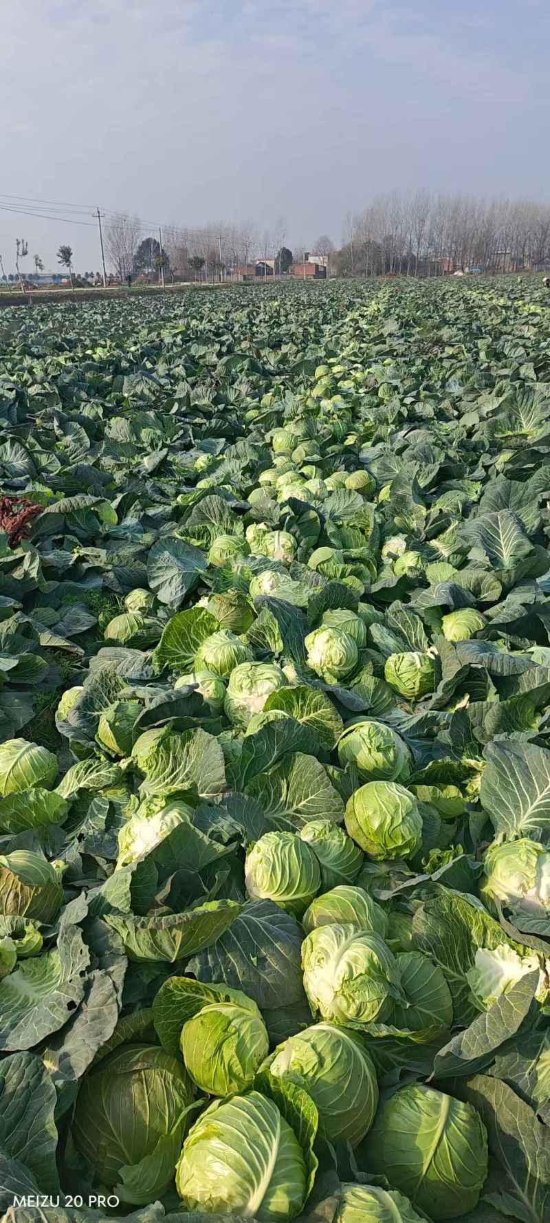 邓州甘蓝圆包菜产地一手货源量大从优全国发货联系