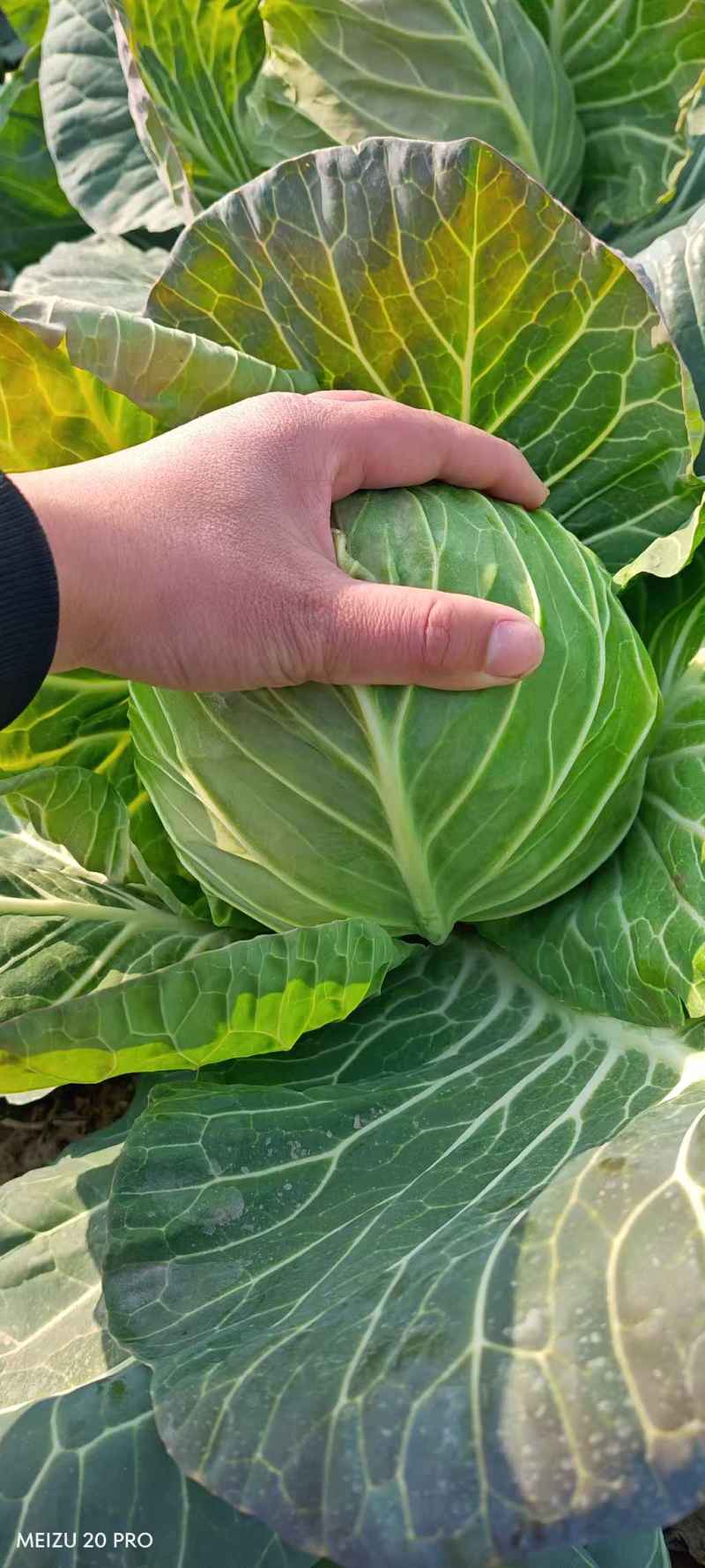 邓州甘蓝圆包菜产地一手货源量大从优全国发货联系