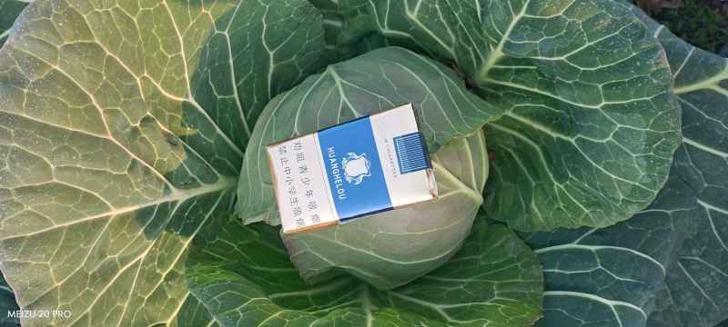 邓州甘蓝圆包菜产地一手货源量大从优全国发货联系