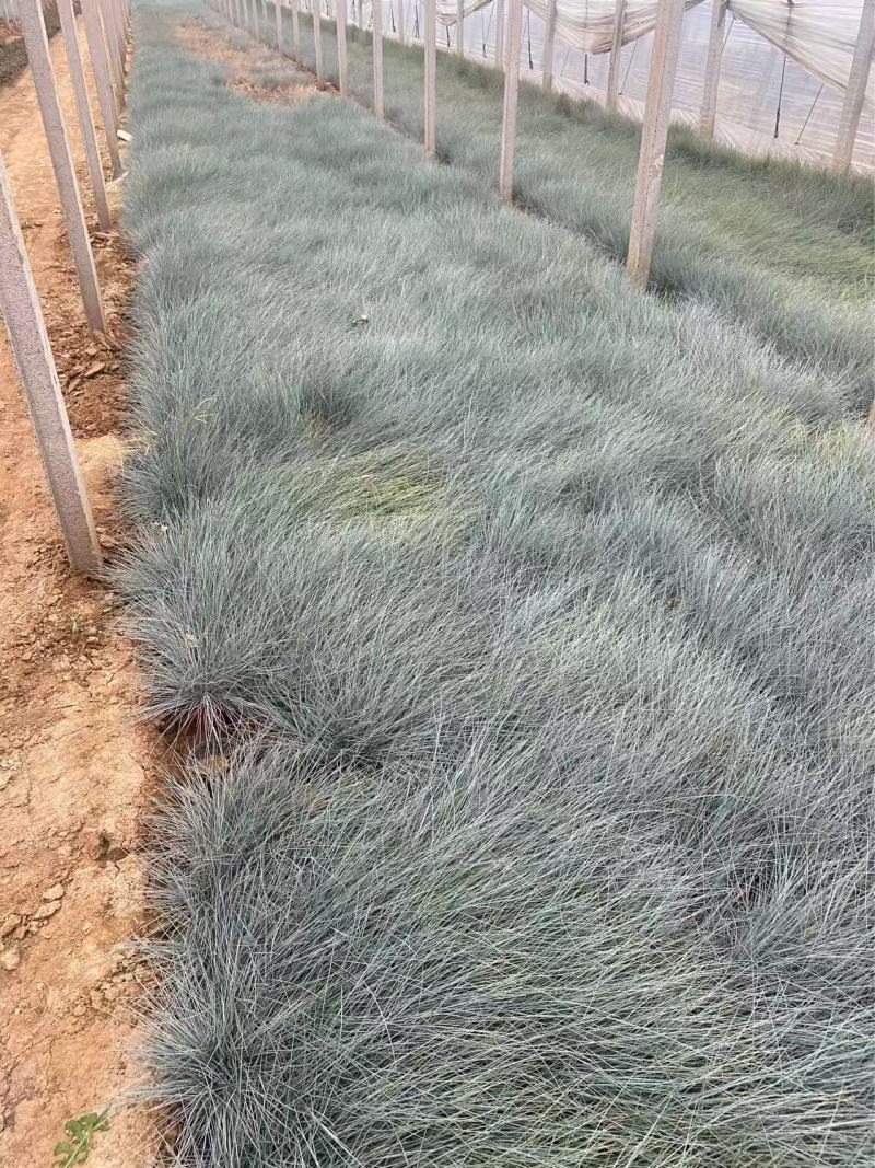 精品蓝羊茅优质蓝羊茅自产自销蓝羊茅种植基地