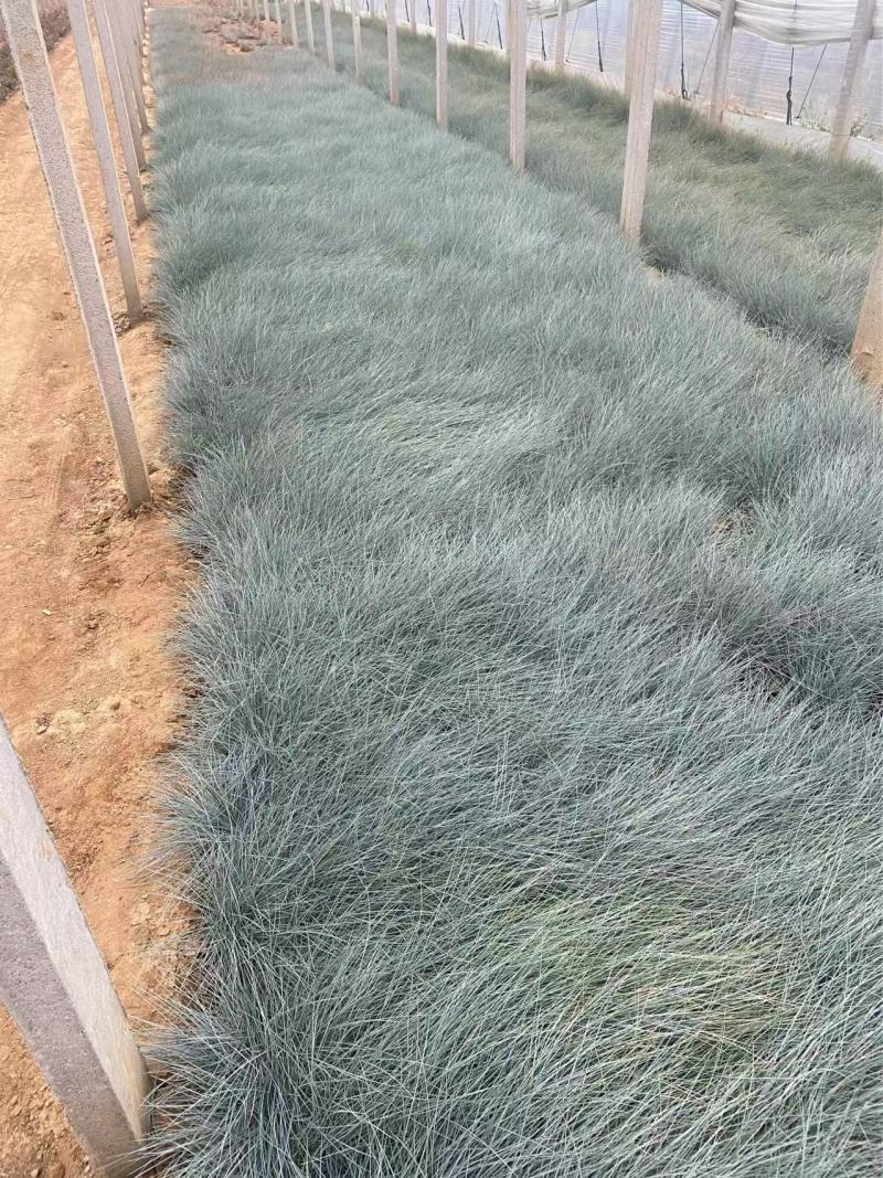 精品蓝羊茅优质蓝羊茅自产自销蓝羊茅种植基地
