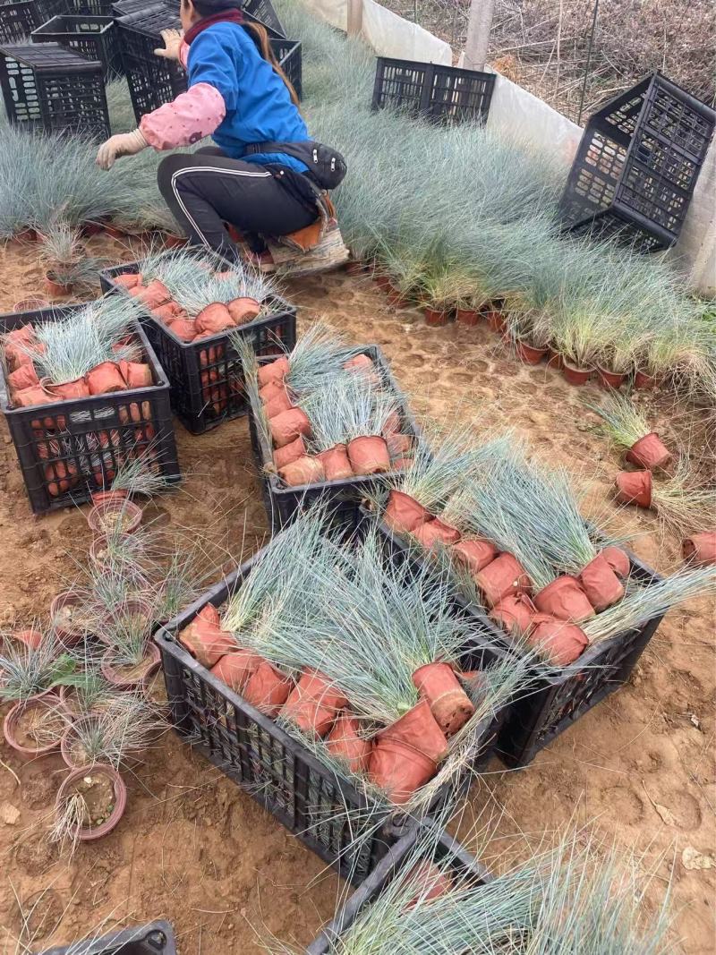 精品蓝羊茅优质蓝羊茅自产自销蓝羊茅种植基地