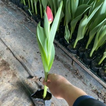 精品郁金香优质郁金香郁金香自产自销