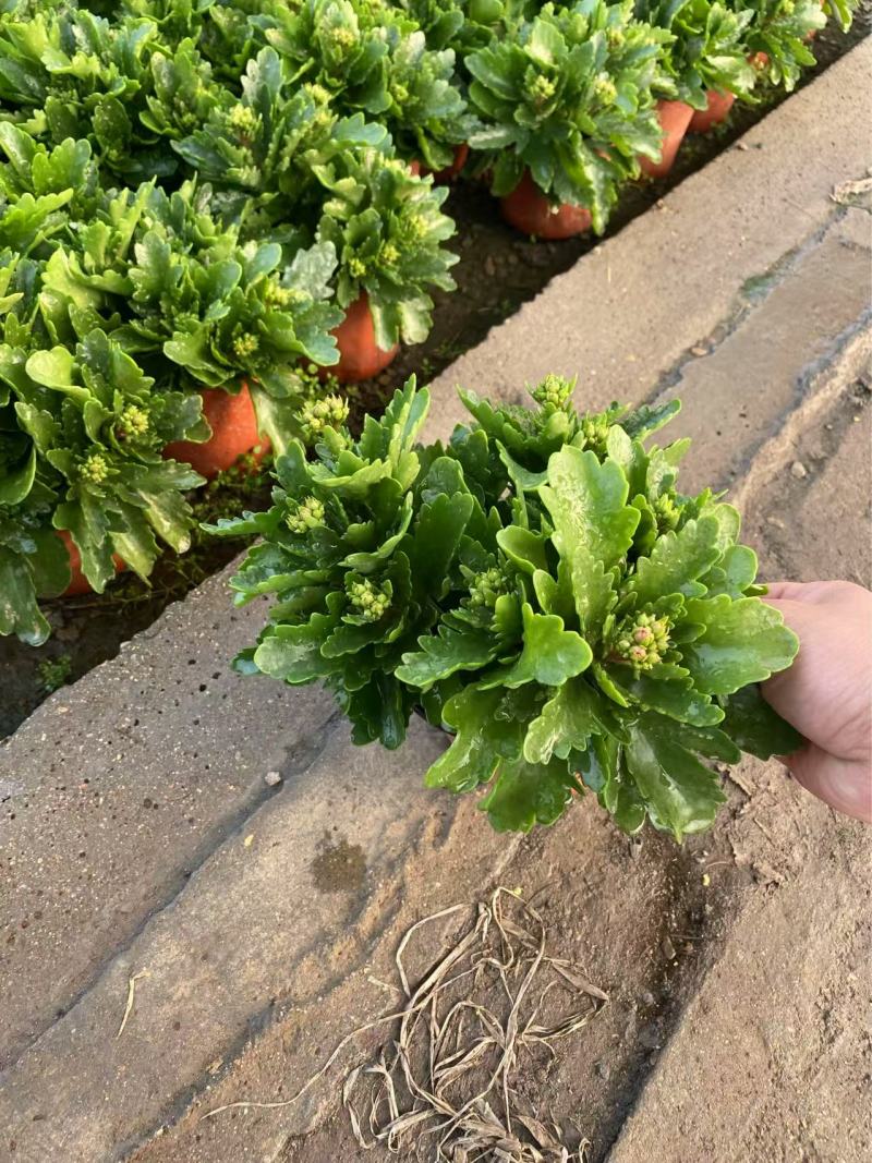 精品长寿花优质长寿花长寿花自产自销