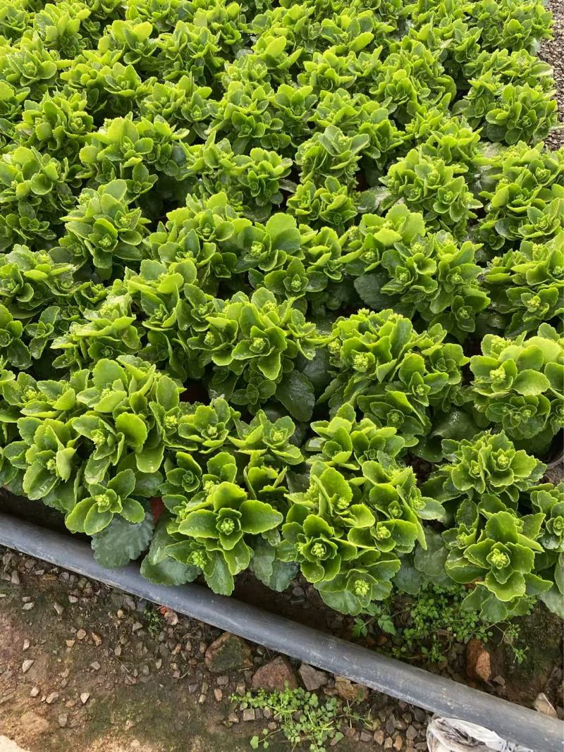 精品长寿花优质长寿花长寿花自产自销
