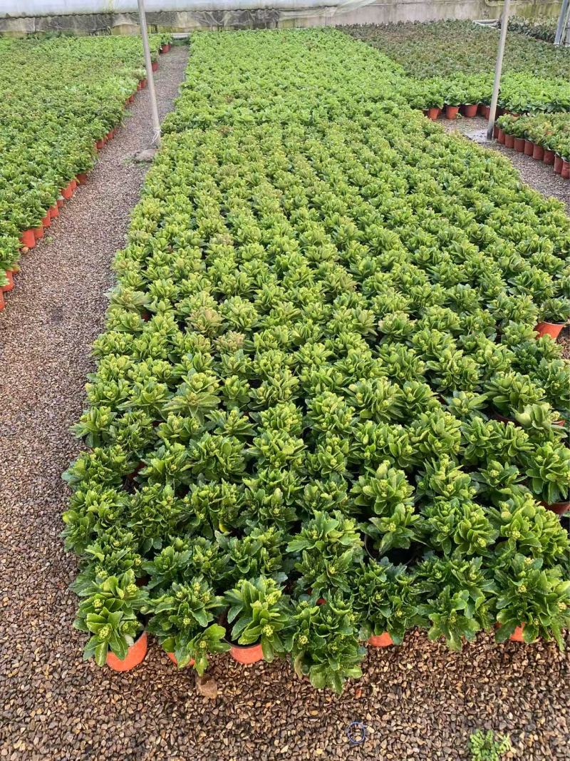 精品长寿花优质长寿花长寿花自产自销