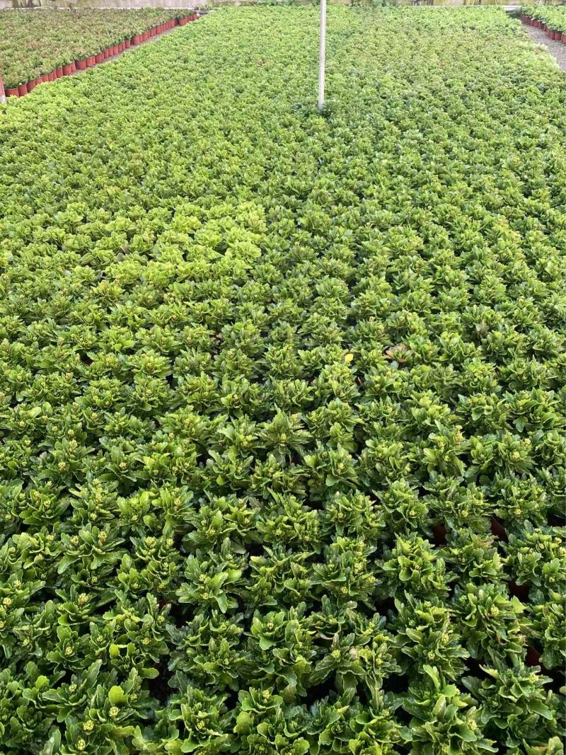 精品长寿花优质长寿花长寿花自产自销