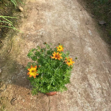 精品鬼针草