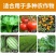 十三元素叶面肥纠正缺素一次补齐