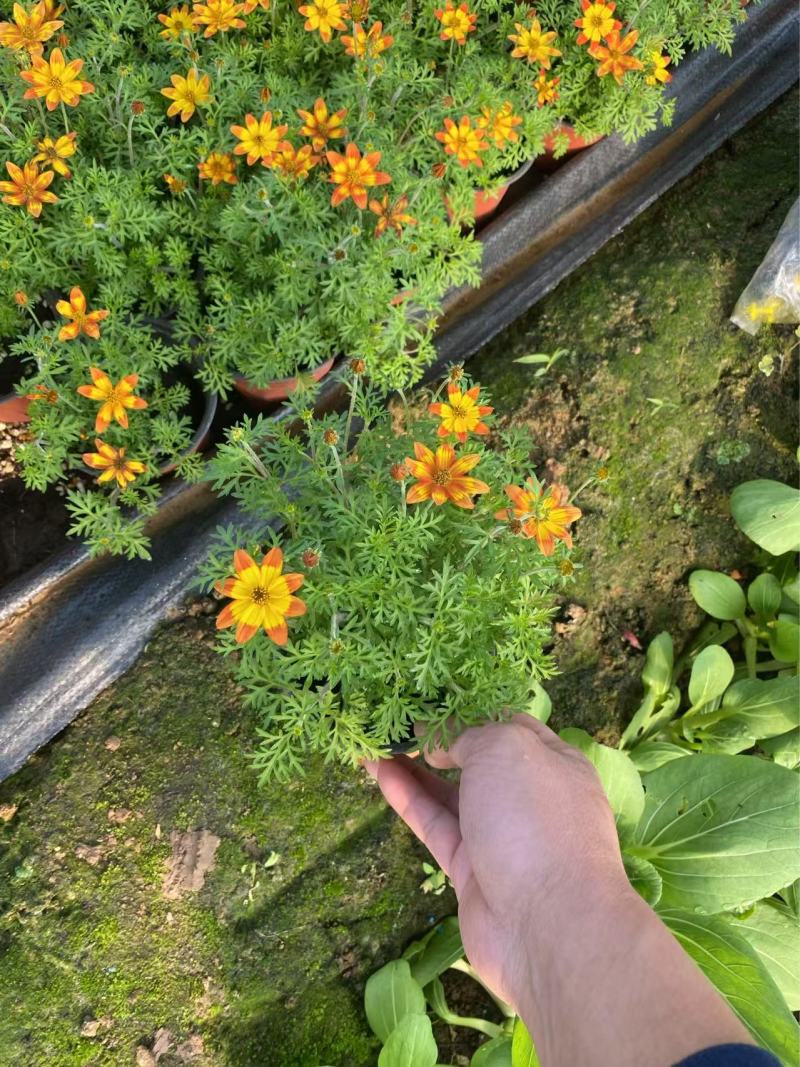 精品鬼针草
