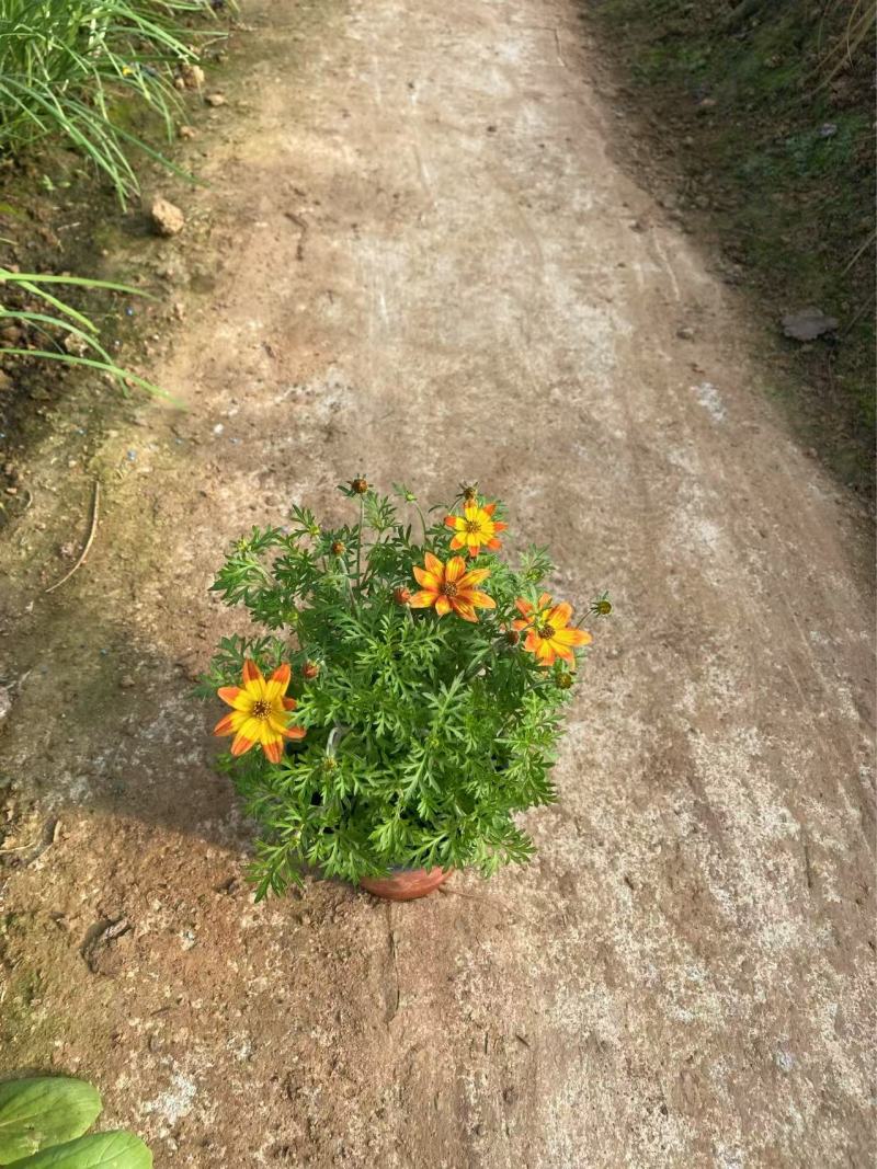 精品鬼针草