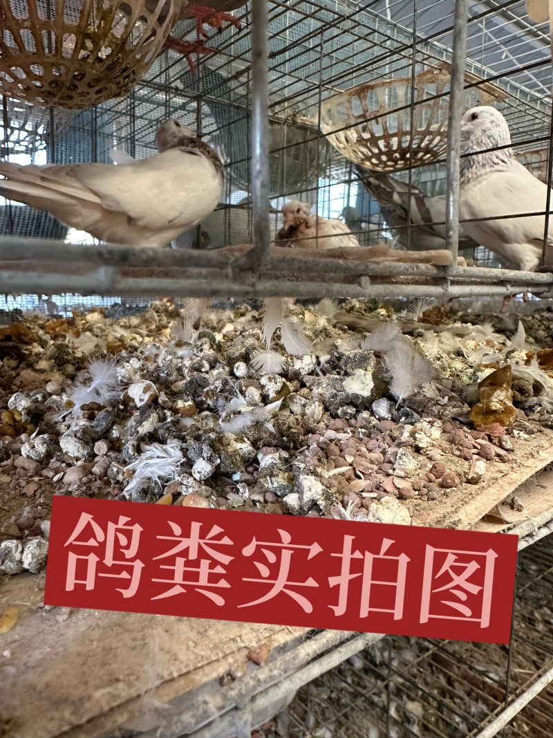 精品鸽子粪常年供应一手货源诚信经营