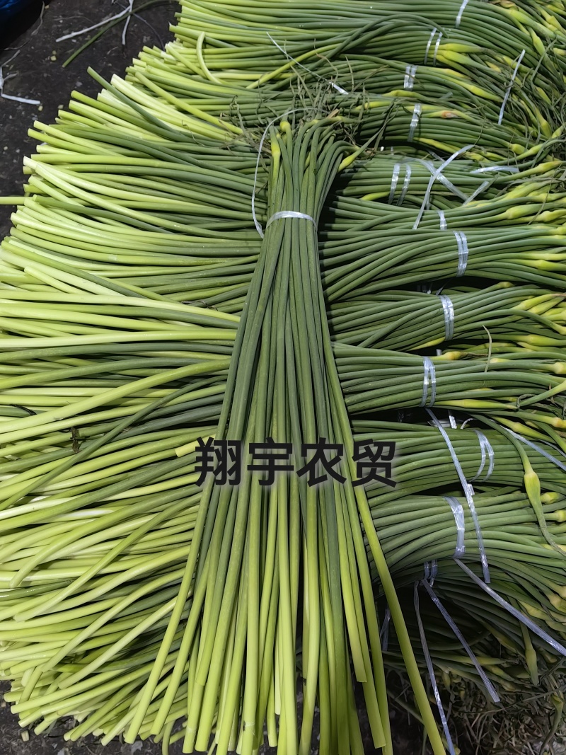 金乡优质红帽蒜苔，质量好，价格真实量大从优欢迎咨询