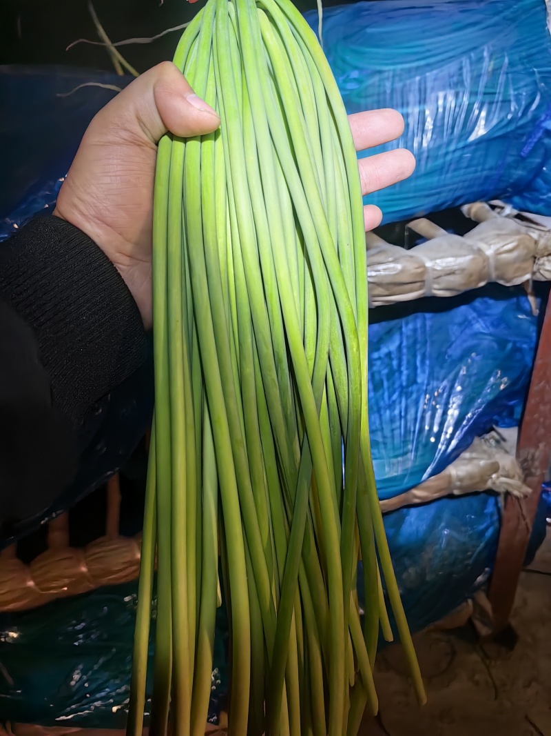 金乡优质红帽蒜苔，质量好，价格真实量大从优欢迎咨询