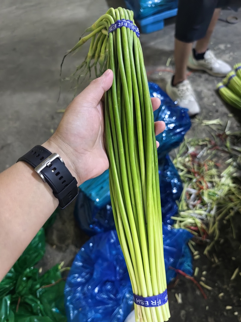 金乡优质红帽蒜苔，质量好，价格真实量大从优欢迎咨询