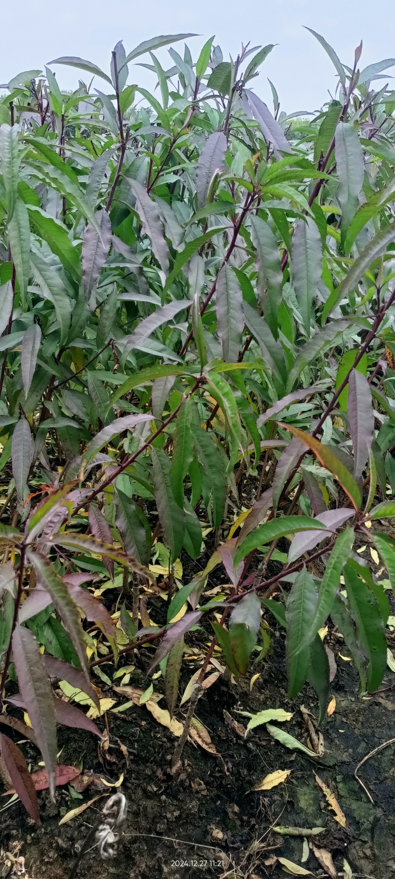 鹰嘴桃美味可口鹰嘴桃苗