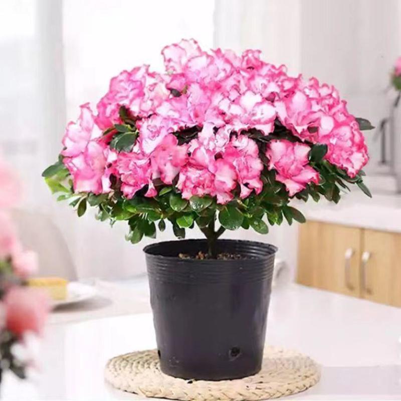 杜鹃花盆栽花卉植物室内花带苞大颗老桩四季开花植物好养易活