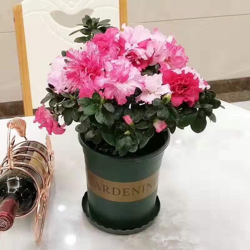 杜鹃花盆栽花卉植物室内花带苞大颗老桩四季开花植物好养易活