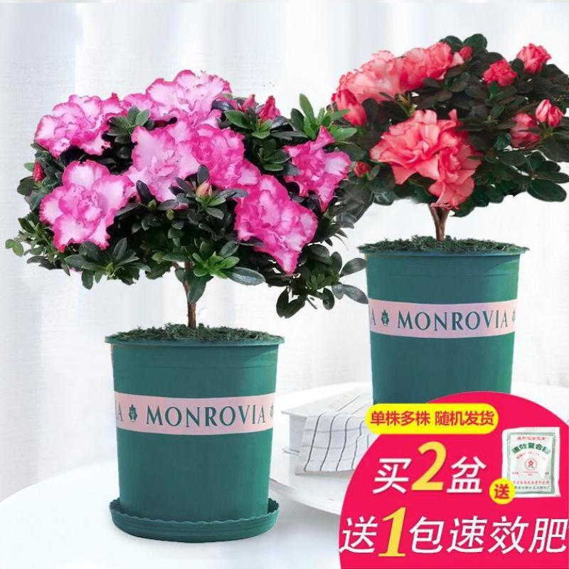 杜鹃花盆栽花卉植物室内花带苞大颗老桩四季开花植物好养易活
