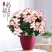 杜鹃花盆栽花卉植物室内花带苞大颗老桩四季开花植物好养易活