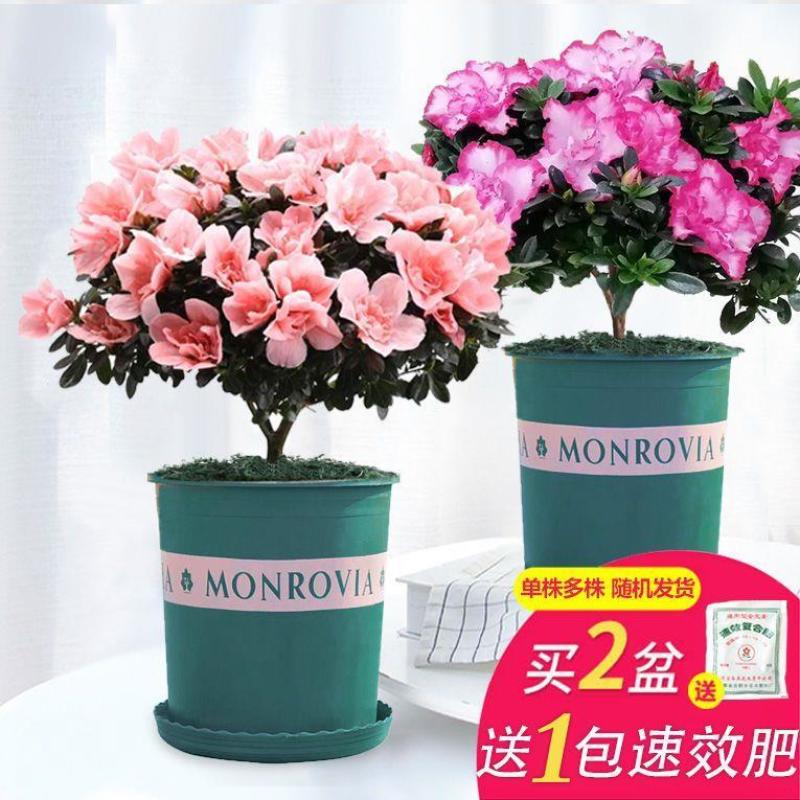 杜鹃花盆栽花卉植物室内花带苞大颗老桩四季开花植物好养易活