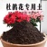 杜鹃花盆栽花卉植物室内花带苞大颗老桩四季开花植物好养易活