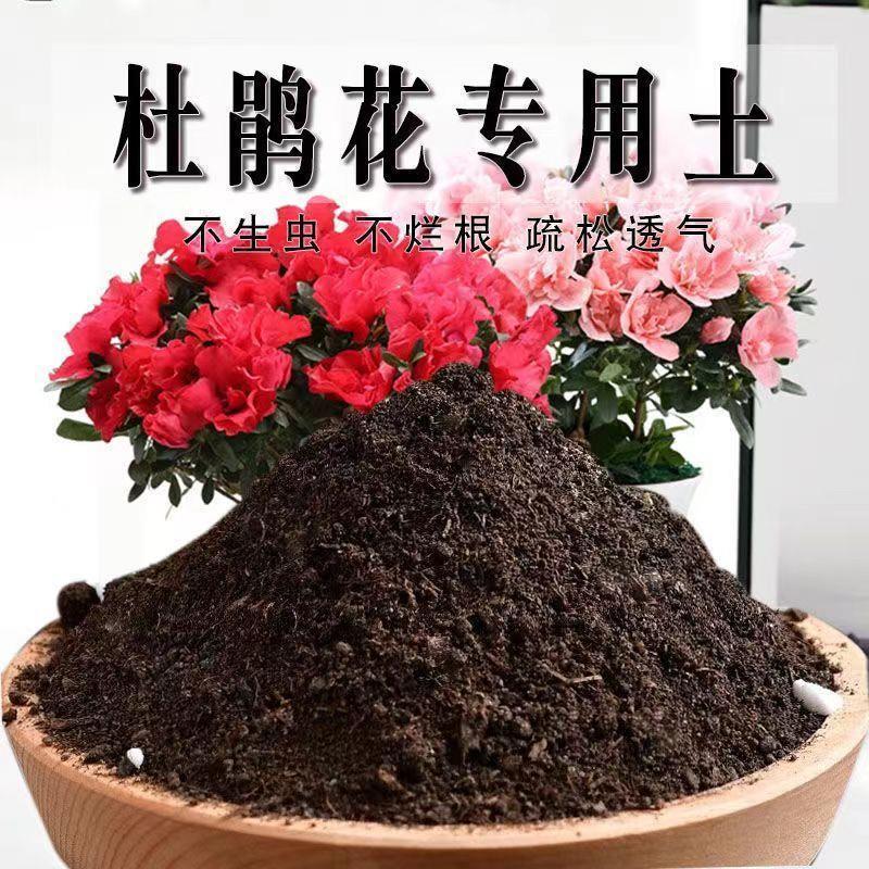 杜鹃花盆栽花卉植物室内花带苞大颗老桩四季开花植物好养易活
