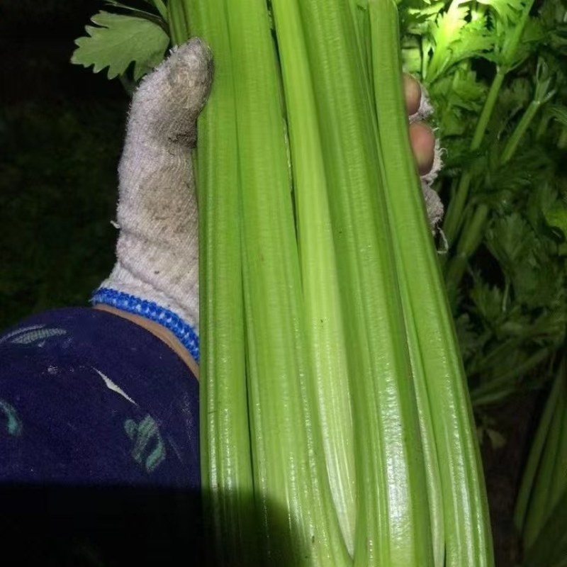 芹菜