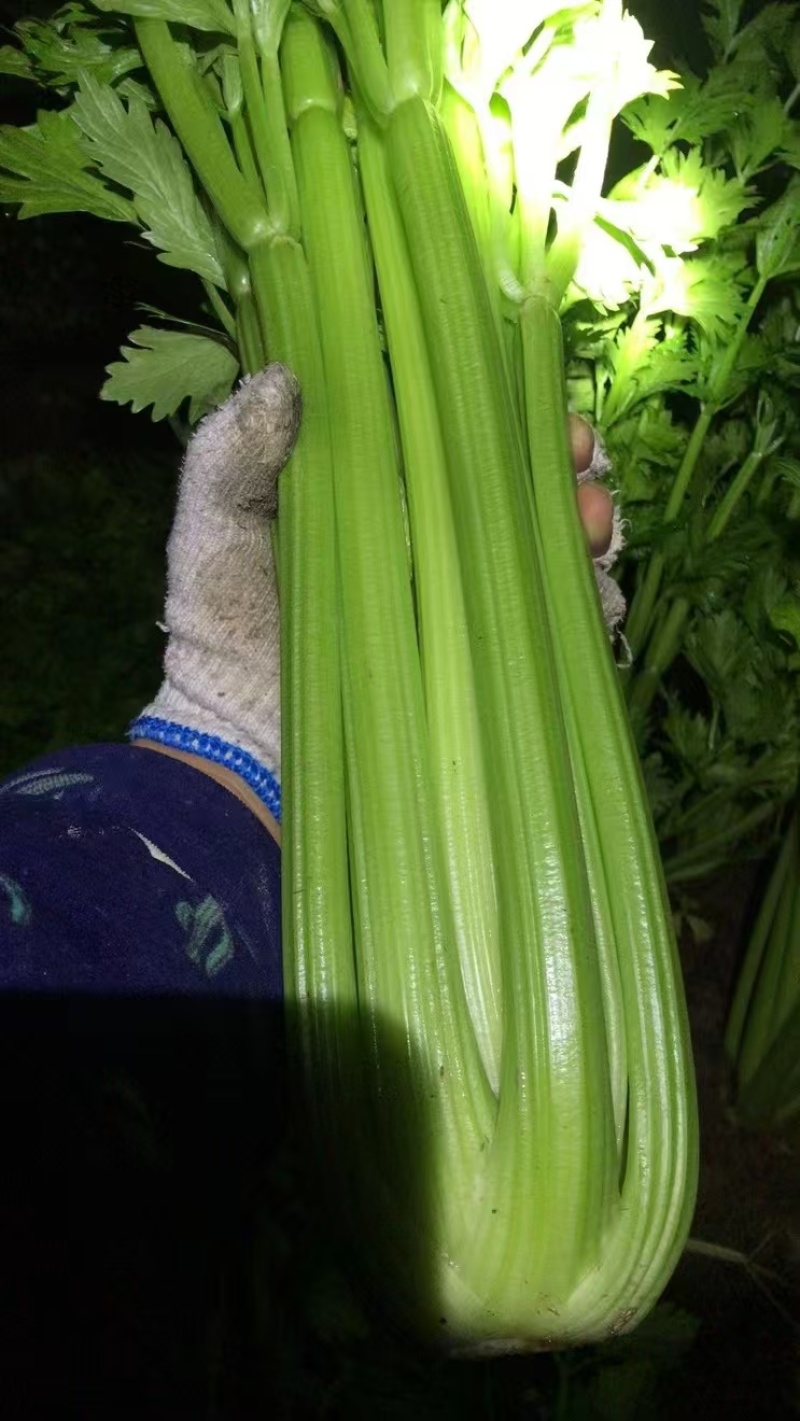 芹菜