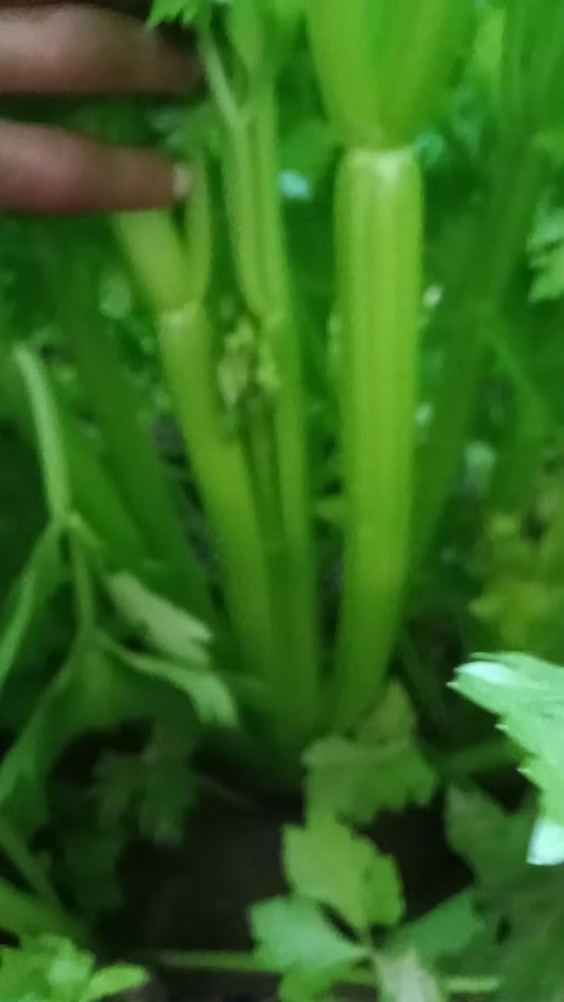 芹菜