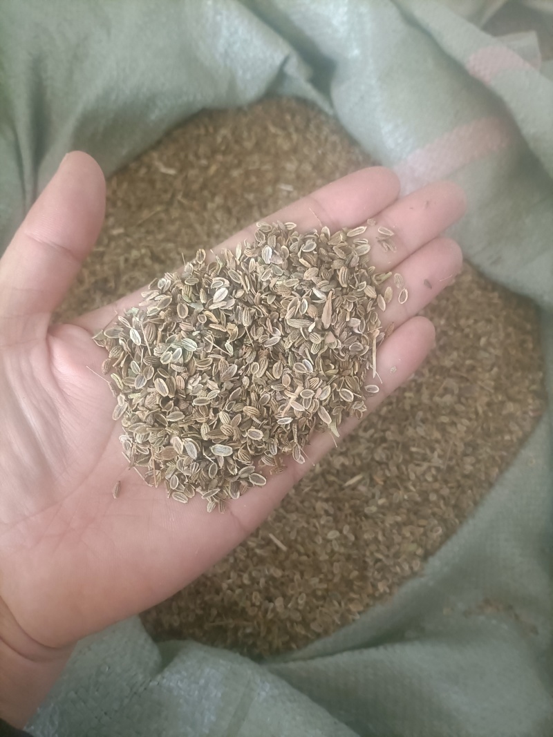 防风种子，纯新籽。颜色好。过风车