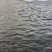 山东鲟鱼