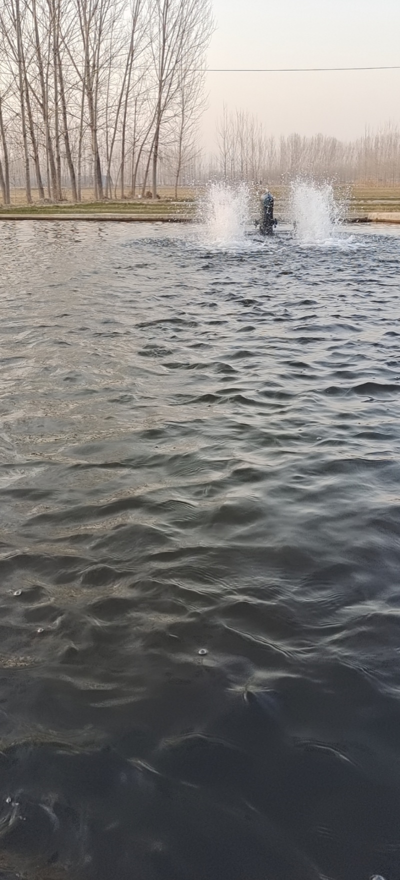 山东鲟鱼