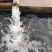 山东鲟鱼