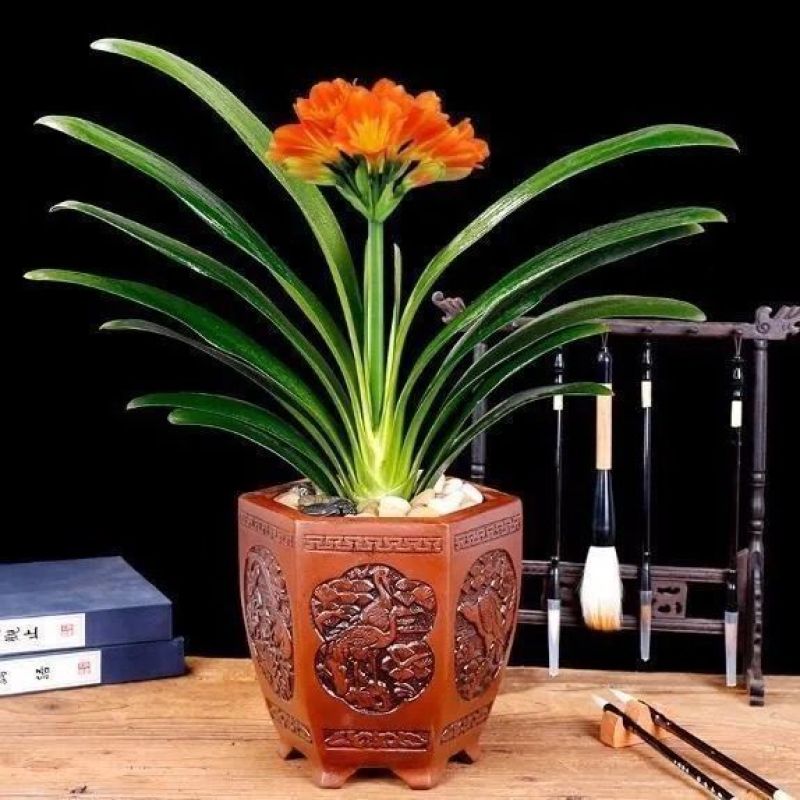 【精品推荐】君子兰花君子兰盆栽君子兰苗四季常青植物蝴蝶兰