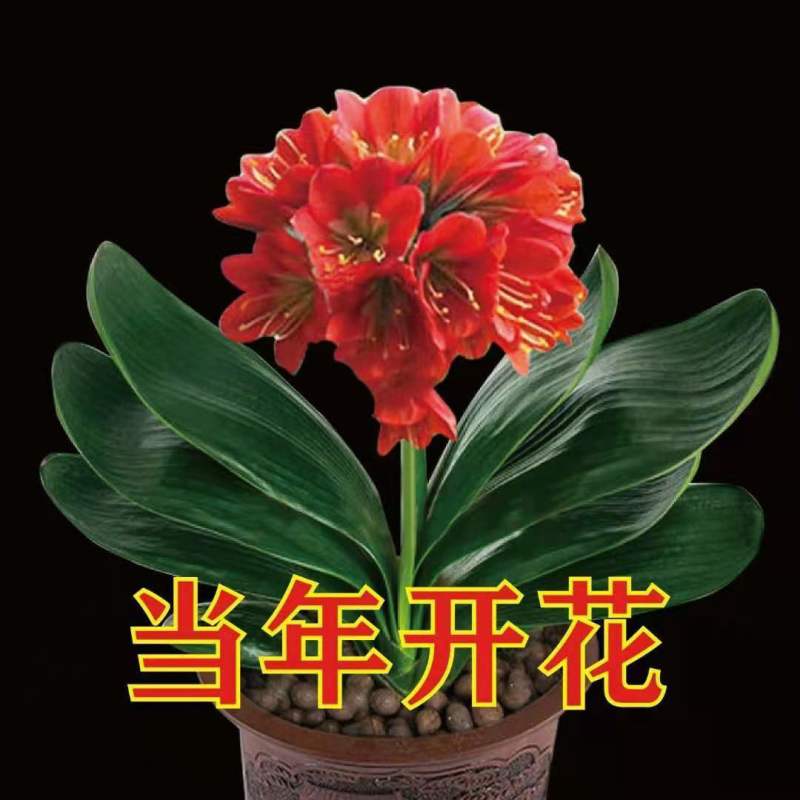 【精品推荐】君子兰花君子兰盆栽君子兰苗四季常青植物蝴蝶兰