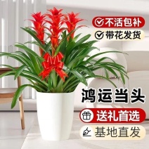 鸿运当头盆栽室内客厅绿植年宵花卉基地直发四季开花办公室植