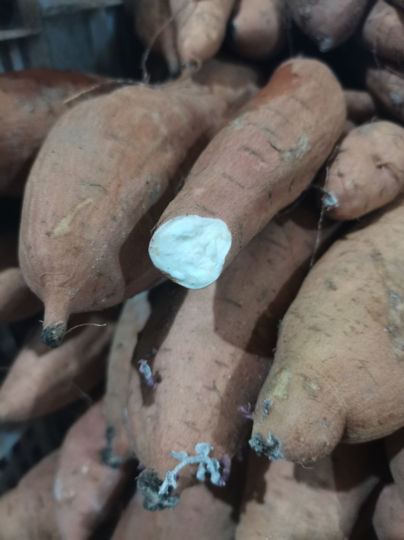 河北红薯，哈密红薯基地直发大量有货，可发往全国各地