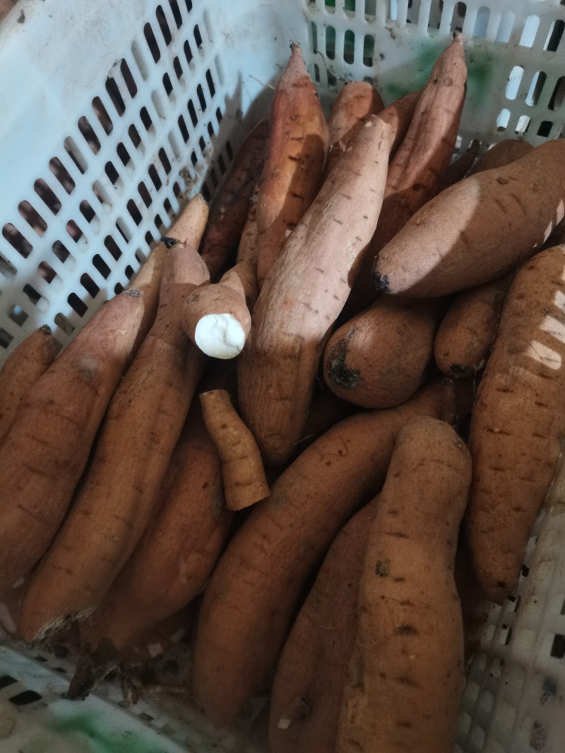 河北红薯，哈密红薯基地直发大量有货，可发往全国各地