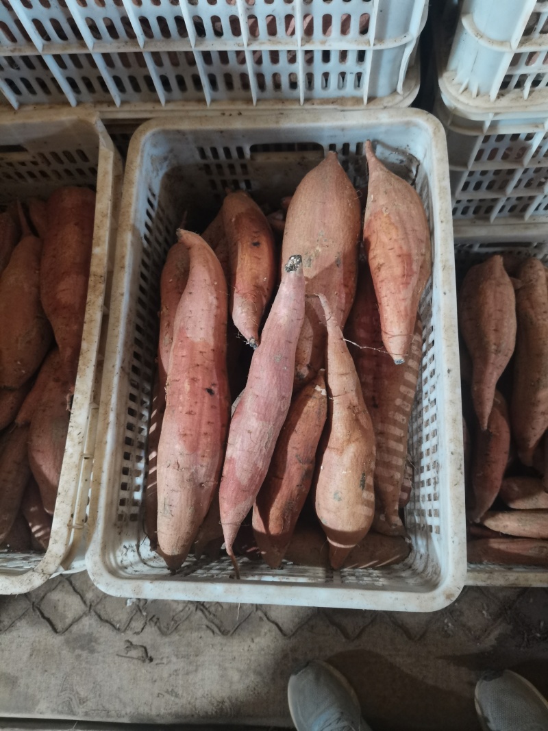 河北红薯，哈密红薯基地直发大量有货，可发往全国各地