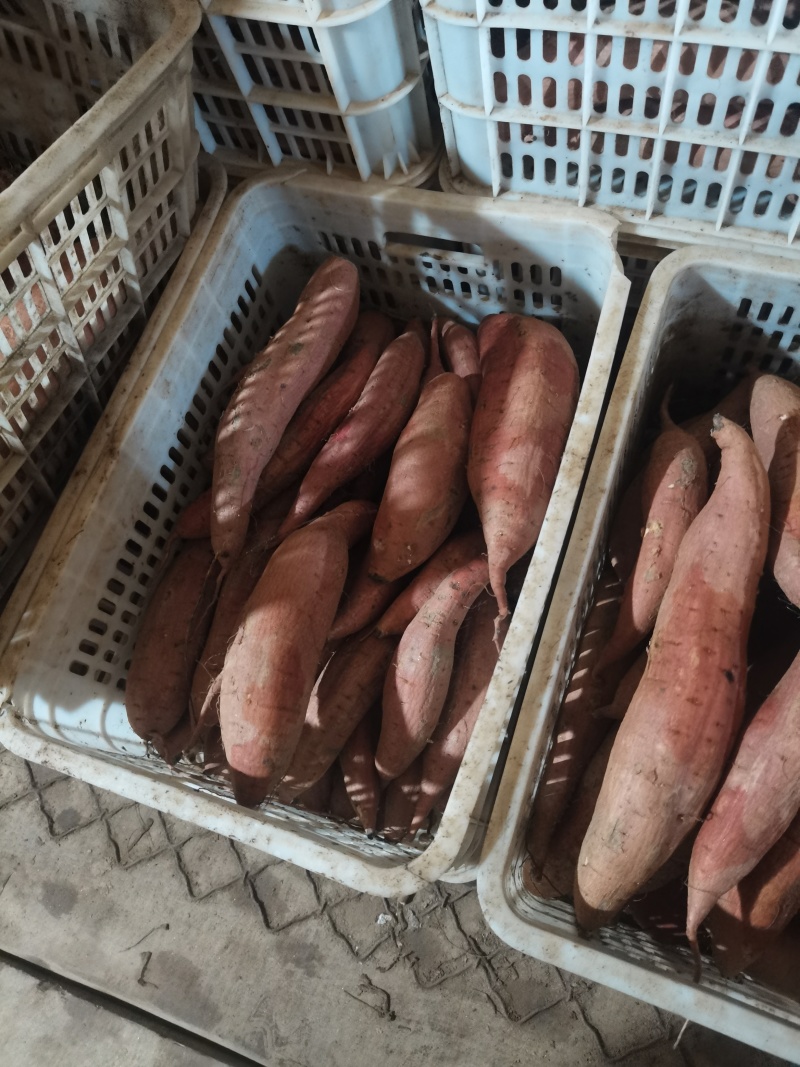 河北红薯，哈密红薯基地直发大量有货，可发往全国各地