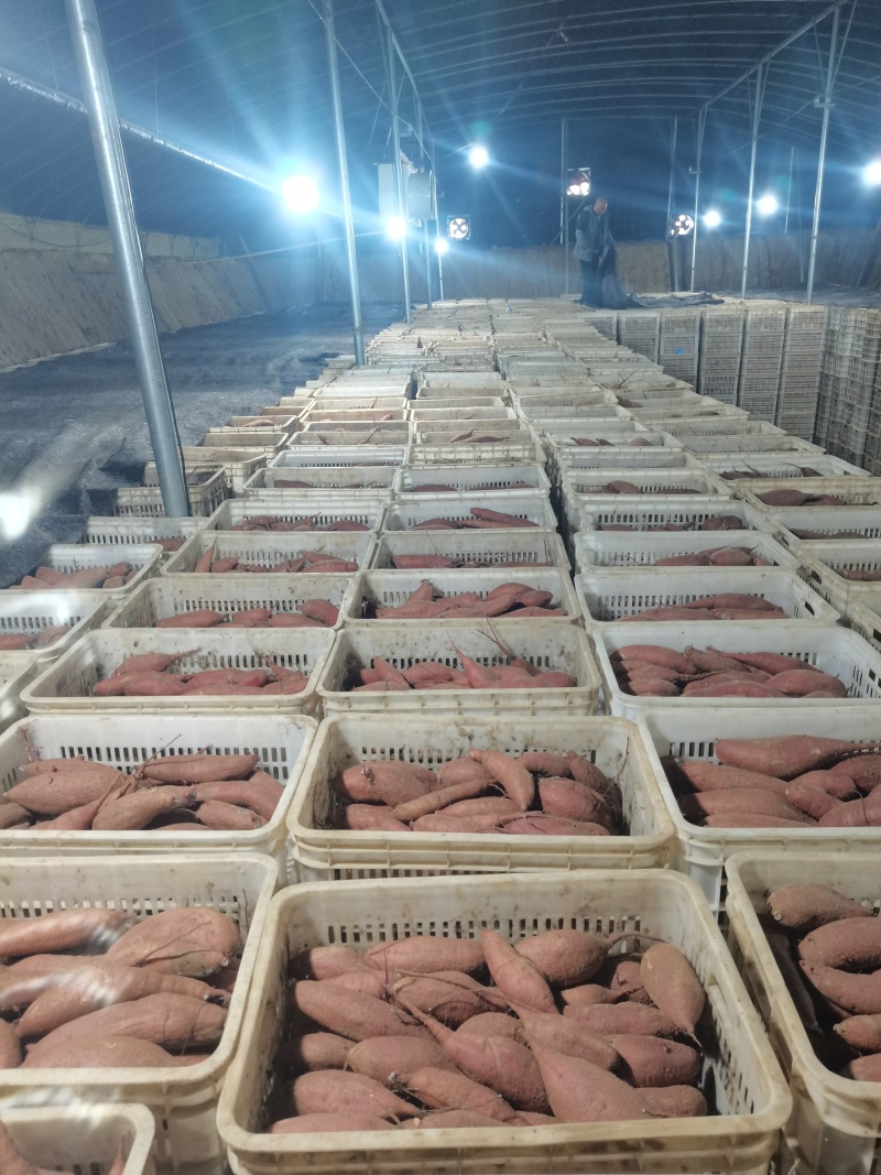 河北红薯，哈密红薯基地直发大量有货，可发往全国各地