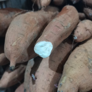 河北红薯，哈密红薯基地直发大量有货，可发往全国各地