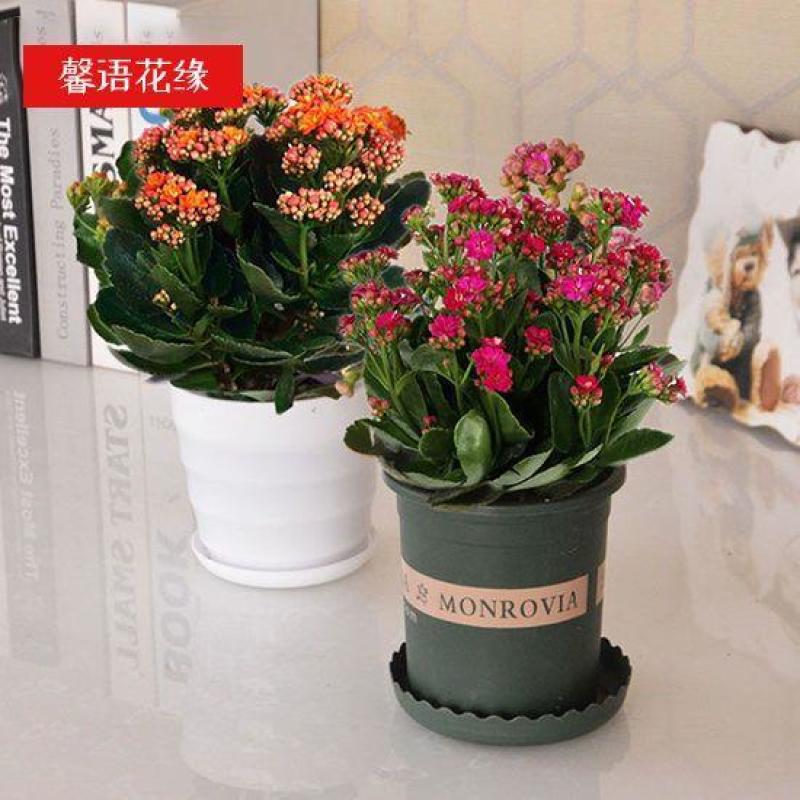 四季长寿花重瓣大朵带花苞花苗养不死植物室内好养盆栽绿植花