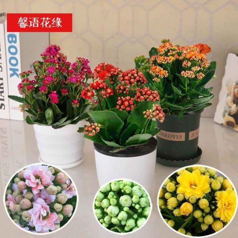 四季长寿花重瓣大朵带花苞花苗养不死植物室内好养盆栽绿植花
