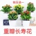 四季长寿花重瓣大朵带花苞花苗养不死植物室内好养盆栽绿植花