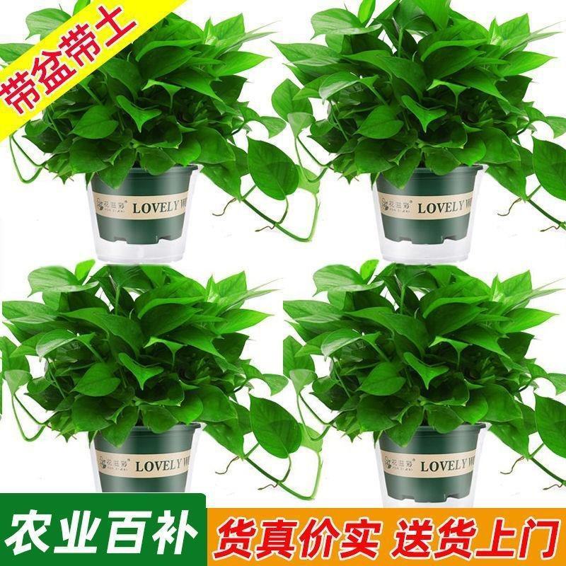 绿萝盆栽室内植物花卉绿植水培长藤垂吊大叶绿箩新房家用吸除