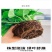绿萝盆栽室内植物花卉绿植水培长藤垂吊大叶绿箩新房家用吸除