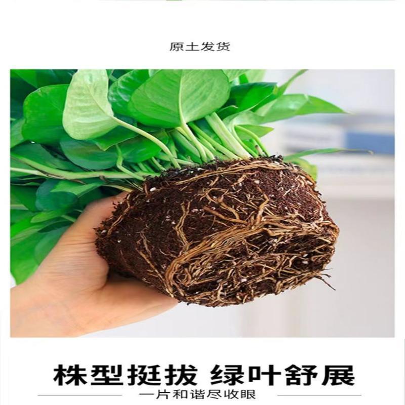 绿萝盆栽室内植物花卉绿植水培长藤垂吊大叶绿箩新房家用吸除