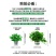 绿萝盆栽室内植物花卉绿植水培长藤垂吊大叶绿箩新房家用吸除
